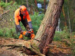 Hope Valley, RI  Tree Services Company